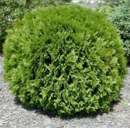 Thuja occidentalis Woodwardii Co 10 40/60 cm - Klotthuja
