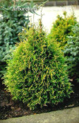 Thuja occidentalis Stolwijk Co 10 80/120 cm - Thuja Stolwijk