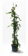 Murgröna - Hedera Helix krukodlad Co 5-10 140/180 cm