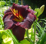 Daglilja Black Stockings - Hemerocallis