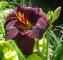 Daglilja Black Stockings - Hemerocallis