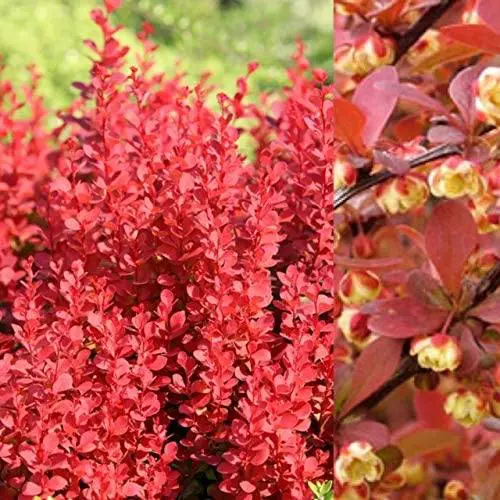 Japansk Berberis Co 2 - Berberis thunbergii Orange Dream