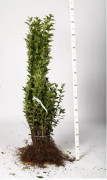 Liguster Ovalifolium 80-100 cm 0+2 3 årsplanta storpack 500 st - Barrotad