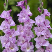 Gladiolus - Klassisklilja - 'Her Majesty' - 10 st lökar