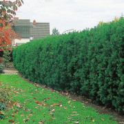 Idegran - Taxus Media Hicksii krukodlad Co 10 100/120 cm
