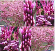 2023 New Fröer: Redbud, Chinese Readbud Love Tree