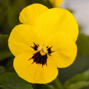 Pense /Viola Admire Yellow Blotch F1 10 frön