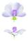 Weleda White Mallow Body Lotion 200 ml