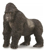 Mountain Gorilla