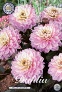 Dahlia 'Gallery La Tour'