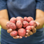 Sättpotatis - Rosara EKO 1kg (Årets potatis 2023)