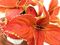 Palettblad (dvärg) "Fairway ORANGE" 15 frö