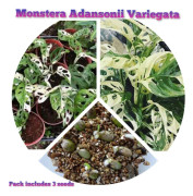 (2) Fröer: Monstera Adansonii