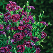  Nejlika 'Fandango'