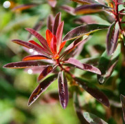 Mandeltörel 'Xenia' 12m kruka