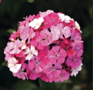 Borstnejlika 'Amazon Rose Magic' 3 pluggplantor