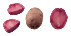 Potatis - Mullberry Beauty 1kg