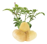 Sättpotatis - Acoustic 1kg