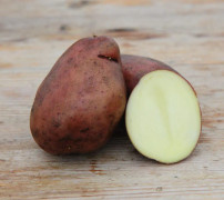 Sättpotatis - Sarpo Mira 1kg