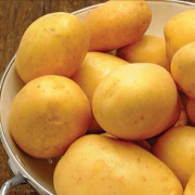 Sättpotatis - Marabel EKO 1kg (Årets potatis 2022)
