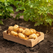 Sättpotatis - Tinca 1kg