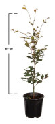 Blodbok Fagus Sylvatica Atropunicea 40/60 cm Co 2.5 - Krukodlad