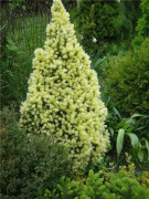 Vitgran Biesenthaler Fruhling Co 2 - Picea glauca Biesenthaler Fruhling