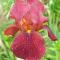 Iris - germanica - `Queeche´