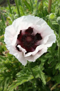 Vallmo - Papaver - 'Perry's white'