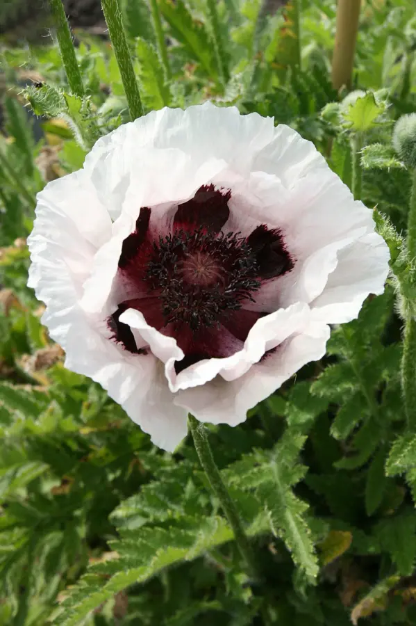Vallmo - Papaver - 'Perry's white'