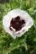 Vallmo - Papaver - 'Perry's white'