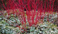 Kornell Co 2-3 - Cornus alba Sibirica