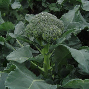 Bukettbroccoli 'Skytree' F1 yrkesodlarfrö