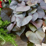 Sötpotatis 'Kaukura' Organic