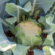 Blomkål 3 plantor