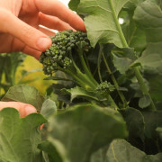 Broccoli 'Marathon' 3 plantor