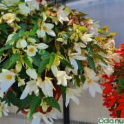 Boliviabegonia 'Groovy White', 10,5 cm kruka