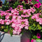Trädgårdsverbena 'Vepita Pink' 10,5cm kruka