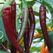 Chili 'Hot Chocolate' 10,5cm kruka