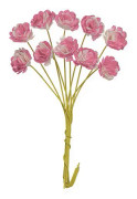 Pappersblommor Chrysanthemum - 10 mm - White Pink - 10 st
