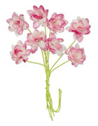 Pappersblommor Chrysanthemum - 20 mm - White Pink - 8 st