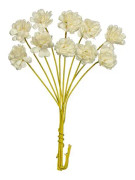 Pappersblommor Chrysanthemum - 10 mm - White - 10 st