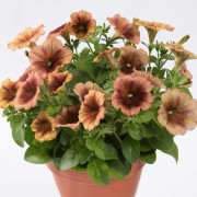 Petunia 'Prettytoonia Cappuccino' - 3 plantor