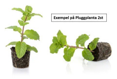 Månadssmultron 'Mignonette' - 3 plantor