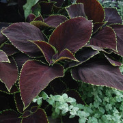 Palettblad "Premium Sun Chocolate Mint "5 frö