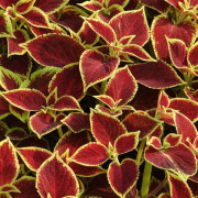 Palettblad Premium Sun Crimson Gold 5 frön