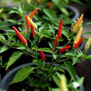 Chili 'Basket of Fire' 10,5cm kruka