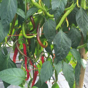 Paprika 'Flinta' 10,5cm kruka