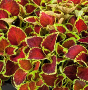 Palettblad (dvärg) " Fairway Ruby" 15 frön