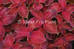 Palettblad "Wizard Velvet Red" 15 frön